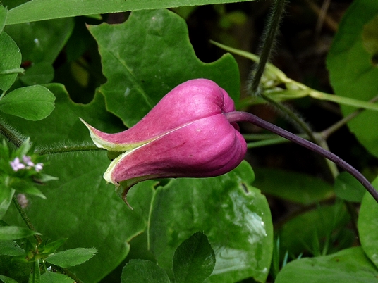 {Clematis glaucophylla}